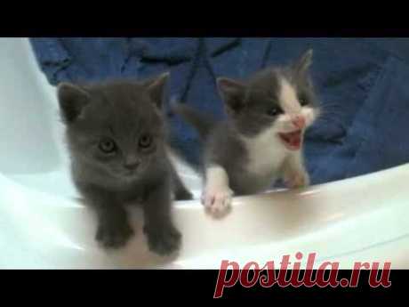 Kitten Chorus