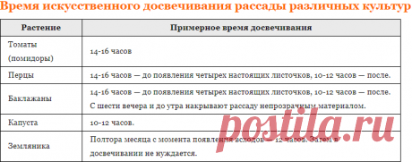 Выращивание рассады: сроки, досвечивание, оптимальная температура - Дачные советы.ру