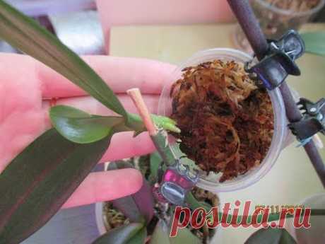 Ревизия деток орхидей фаленопсис