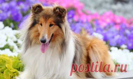 Красивые Собаки: 3 тыс изображений найдено в Яндекс Картинках