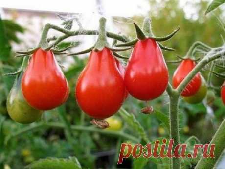 Помидоры с хорошей урожайностью и минимальным уходом | Подальше от городской суеты Пульс Mail.ru Помидор сорта “Груша” давно пользуется популярностью среди садоводов. Это высокорослый томат очень многоствольный. Очень сильный и жизнелюбивый сорт.