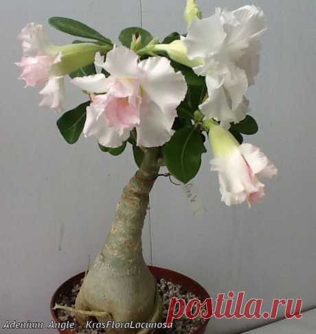 Adenium  Angle