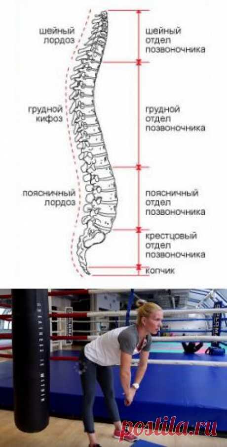 Позвоночник | Позвоночник лечение позвоночника боль в спине остеохондроз