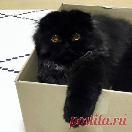 Гимо — кот с огромными гипнотическими глазами