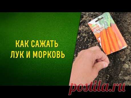 (1) Супер способ посадки моркови. Морковь+лук= отличный урожай! - YouTube