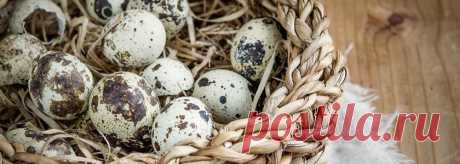 Перепелиные яйца в условиях дачи или загородного дома. Польза перепелиных яиц Как получить перепелиные яйца самостоятельно. Как правильно приготовить  перепелиные яйца, чтобы получить максимальную пользу