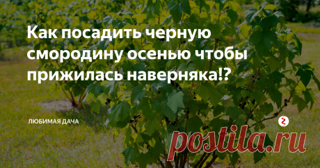 Как посадить черную смородину осенью чтобы прижилась наверняка!? Дела на огороде малость отходят на второй план у меня, а вот в саду как раз настает жаркая пора. Сегодня я расскажу как правильно сажать смородину осенью. Лучшее время для посадки смородины осенью это начиная с второй декады сентября до конца октября. Главное чтобы смородина успела до заморозков укорениться, а это примерно 30 дней.
Следует выбрать солнечное, сухое место и обязательно что бы не был