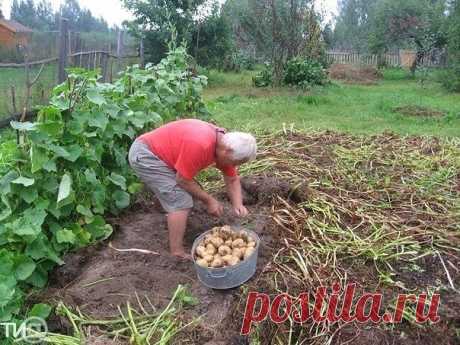 В Тверской области собирают тонну картофеля с сотки, несмотря на засуху | Полезные советы домохозяйкам