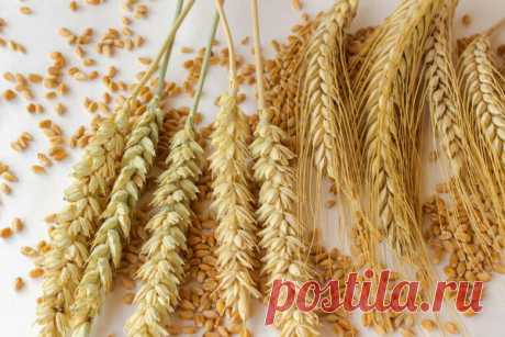 Брага из кукурузы, риса и другого зерна, из крахмала: приготовление в домашних условиях