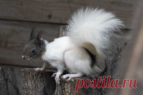 Japanese Squirrel Japanse eekhoorn (Sciurus lis) BestZOO, Best, The Netherlands Conservation status: Least concern