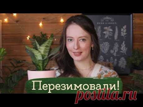 Перезимовали #2 | Masherisha