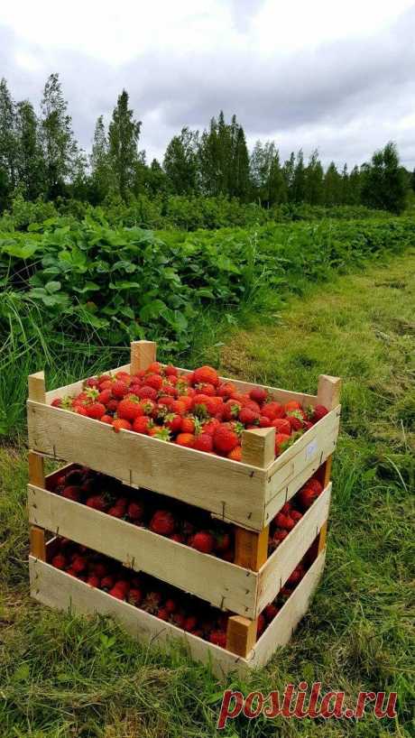 Клубники много не бывает!!! &#127827;&#127827;&#127827;