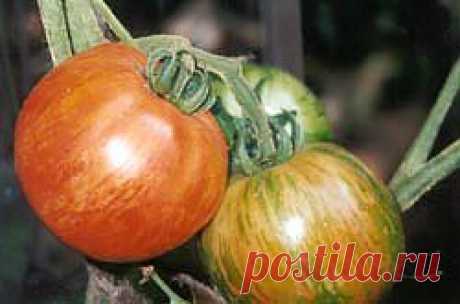 Высокий урожай томатов в открытом грунте - ДАЧНИЦА