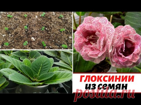 ГЛОКСИНИИ из СЕМЯН от А до Я 🌺 КАК ВЫРАСТИТЬ⁉️