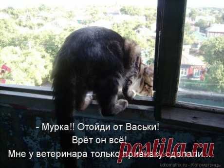 Кошки в окошке... | KotoMail.ru