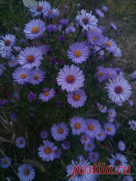 Астра новоанглийская сиреневая (Aster novae-angliae)