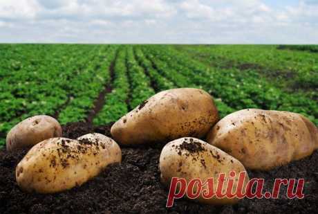 Какие удобрения для картофеля помогут повысить урожайность Для хорошего урожая картофеля нужен комплекс агротехнических мероприятий (полив, рыхление, окучивание) и дополнительная подкормка. При полноценном питании на всех этапах развития можно получить крупные клубни, которые останутся крепкими и здоровыми до сбора следующего урожая. Разберемся, какие удобрения для картофеля дают максимальную пользу, как и когда их нужно вносить