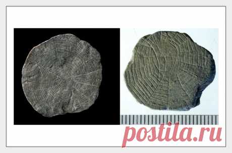 Археологи нашли на датском острове Борнхольм в Балтийском море датируемые каменным веком таинственные «камни-паутины», которые, возможно, использовались при религиозных церемониях