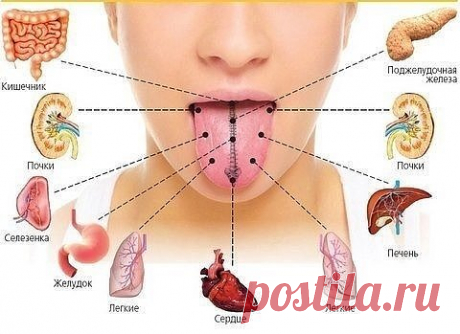 ВАШ ЯЗЫК РАССКАЖЕТ О БОЛЕЗНЯХ
Язык, помимо прочих важных функций, служит зеркалом организма – по нему можно определить и состояние иммунитета, и диабет, и проблемы с почками…
Считается, что чистый язык, без налета - признак здоровья пищеварительной системы. Но здесь все не так просто. Язык способен отражать состояние практически всех органов и систем. Например, кончик языка отвечает за тазовые органы, середина слева - за печень, а справа - за селезенку. Боковые края показывают состояние легких