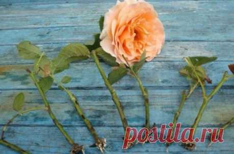 Как правильно черенковать розы осенью, чтобы они прижились при минимальных затратах времени и сил