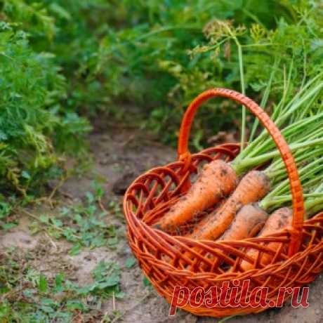 Выбираем сорта моркови по урожайности