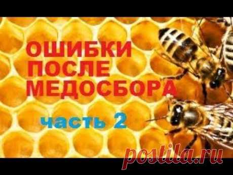 Осенняя ревизия пчёл. Грубые ошибки пчеловода. Рано сократил - семью погубил....