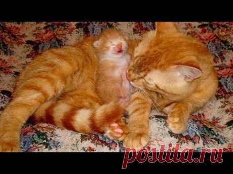 Кошачья семейка Илюшкины котята. Cats little family Ilyushkin kids - YouTube