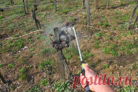 Обработка винограда весной: выбираем препараты и сроки | Виноград (Огород.ru)