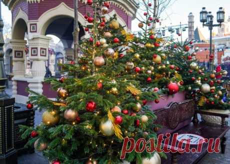 Эксперты рассказали, когда покупать новогоднюю елку, чтобы она не осыпалась – Москва 24, 13.12.2021