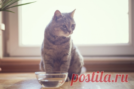 Ваша кошка пьет мало воды? Почему это плохо для здоровья питомца? Как исправить? | Бетховен - сеть зоомагазинов | Дзен
