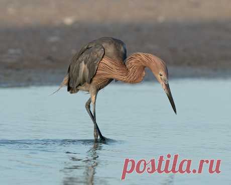 Looking Things Over Reddish Egret at Fort De Soto Park, St. Petersburg, Florida. .  This photograph/image is copyrighted and may not be used in any way without my permission. If you would like to use it, please contact me via Flickr mail.  Thanks for visiting and for your faves and comments.  If you'd like to see more of my images, go to schockenphotography.com. I have many images of eagles and other raptors as well as owls, woodpeckers, hummingbirds, songbirds and mammals...