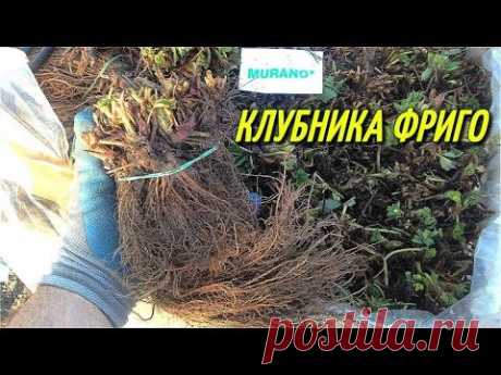 КЛУБНИКА ФРИГО-обзор после посадки.