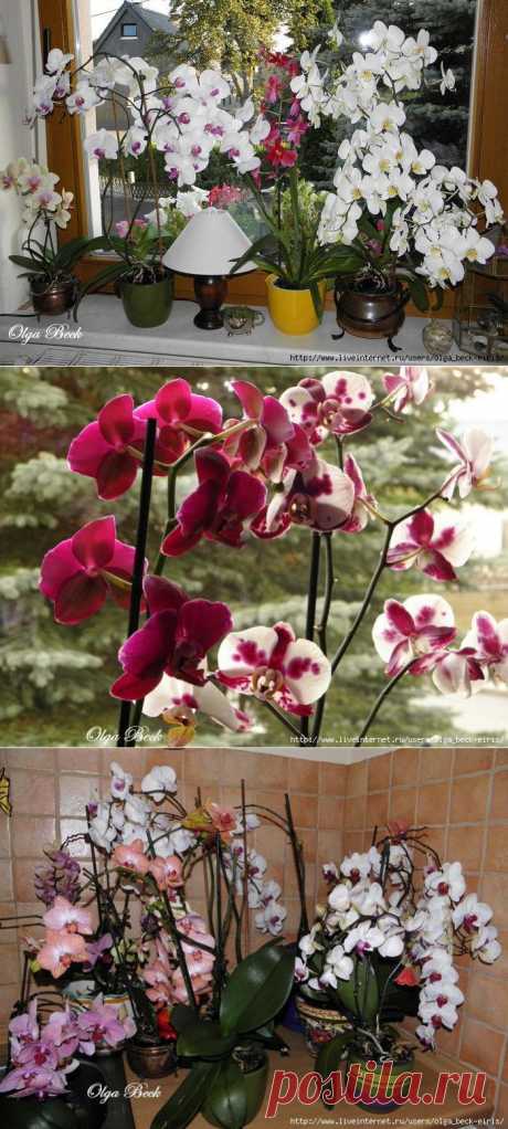 Орхидеи Phalaenopsis . Ошибки и опыт по уходу.