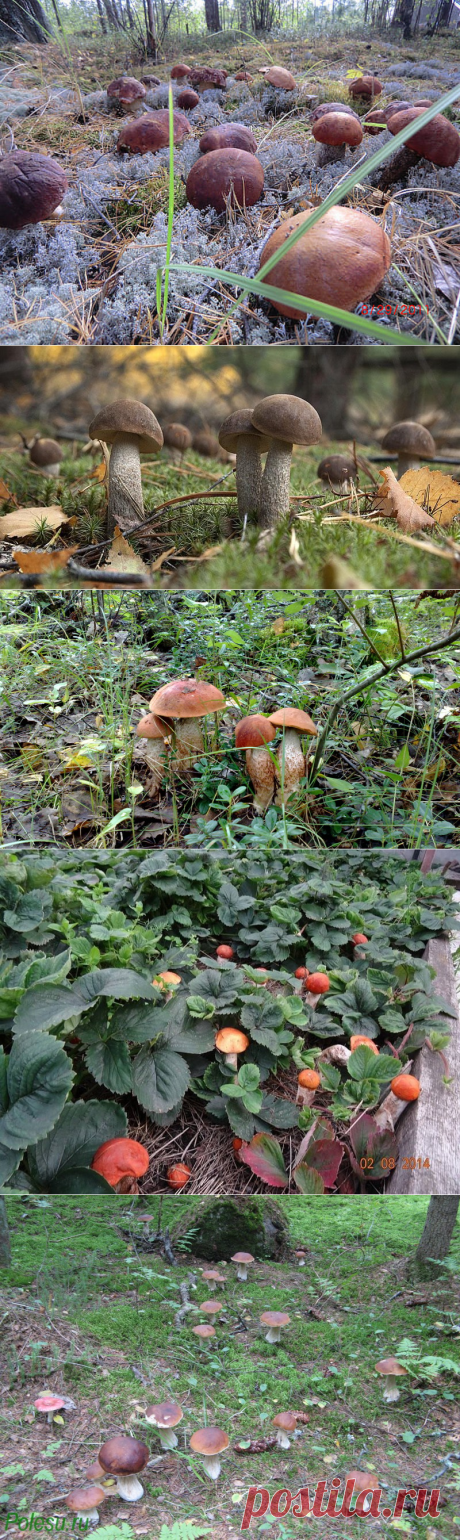 Как сеять грибы Это интересно