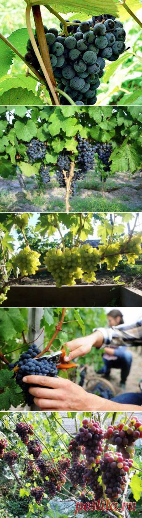 (+1) - Часто задаваемые вопросы про виноград и ответы на них | 6 соток