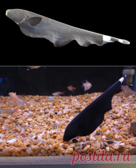 Черный нож или аптеронотус белокаймовый - содержание, кормление, разведение в аквариуме