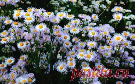 aster-flowers-widescreen-1280x800-wallpaper.jpg (Изображение JPEG, 1280 × 800 пикселов) - Масштабированное (60%)