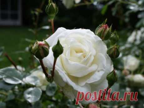 Посадка плетистых роз, наилучшее время для посадки - DomFloris.ru