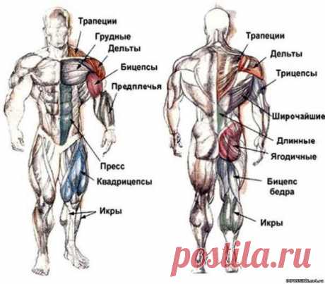 РАСПОЛОЖЕНИЕ И НАЗВАНИЕ ОСНОВНЫХ МЫШЦ