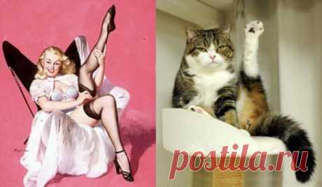 Арт-проект «Cats That Look Like Pin Up Girls»