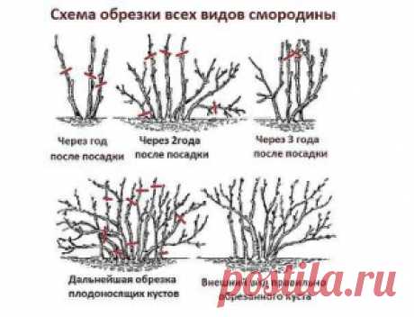 КАК ОМОЛОДИТЬ КУСТ ЧЕРНОЙ СМОРОДИНЫ И УЛУЧШИТЬ УРОЖАЙ
Не спешите избавляться от старых кустов смородины и крыжовника, выкорчевывать их, это трудоемкая работа, их просто можно омолодить. Омоложение кустов черной смородины можно проводить и осенью, и весной. В запущенных кустах обычно очень много старых, почти не дающих урожая и загущающих куст ветвей, а молодых мало и они сформированы главным образом на волчках.
Чтобы омолодить куст черной смородины и улучшить урожай, надо ...