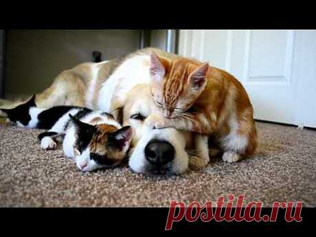 Video 34: CUTENESS OVERLOAD!! A dog sleeping with his KITTENS - YouTube