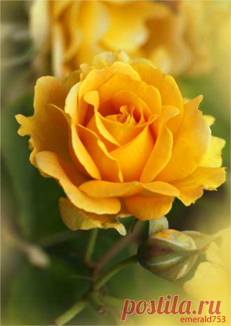 Yellow rose by theresahelmer