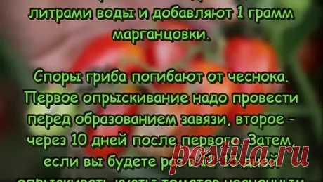 Чем обработать ПОМИДОРЫ ОТ ФИТОФТОРЫ Проверенные НАРОДНЫЕ СРЕДСТВА от фитофторы на томатах