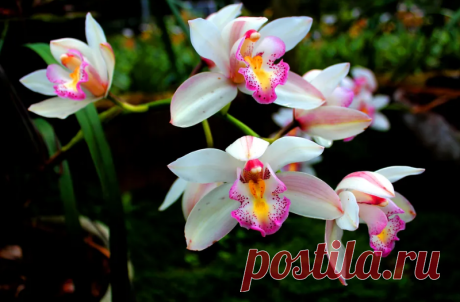 Как ухаживать за орхидеей в период покоя Правила ухода за орхидеей: стрелка, полив, удобрения и условия хранения