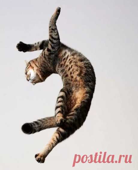 Кошки тоже танцевать умеют, возможно даже лучше нас: забавные фотографии "танцующих" кошек | Наши любимцы Пульс Mail.ru