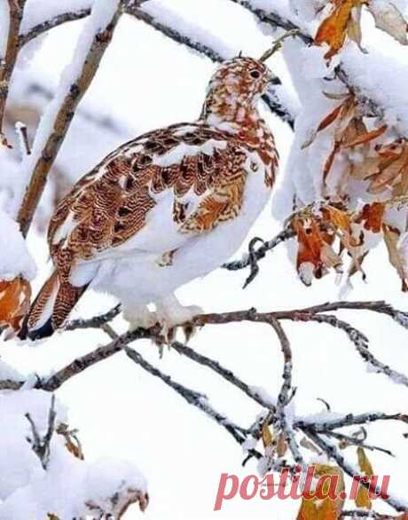 Белая куропатка

 Птица из трибы тетеревиных семейства фазановых. Обитатель тундры, тайги и лесов Северного полушария.