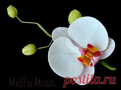 Orchidea gum paste tutorial,orchidea gum paste flower tutorial - YouTube