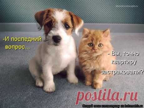 Котоматрицы!