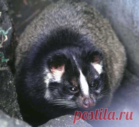 Masked Palm Civet